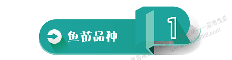胭脂鱼苗_画板5-01.jpg