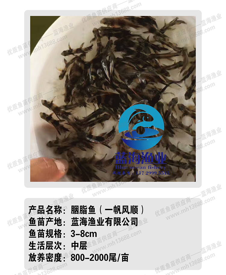 胭脂鱼苗-03.jpg