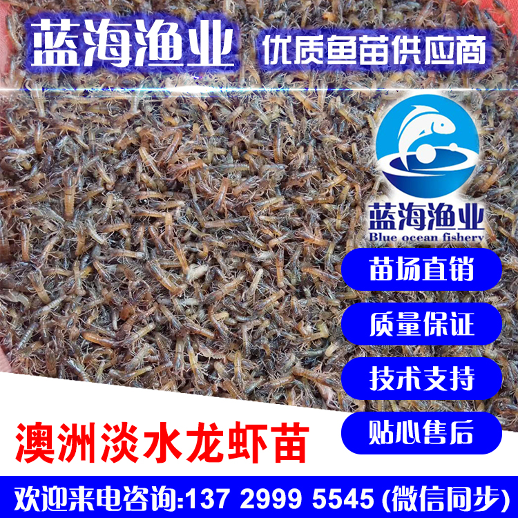 澳洲龍蝦苗