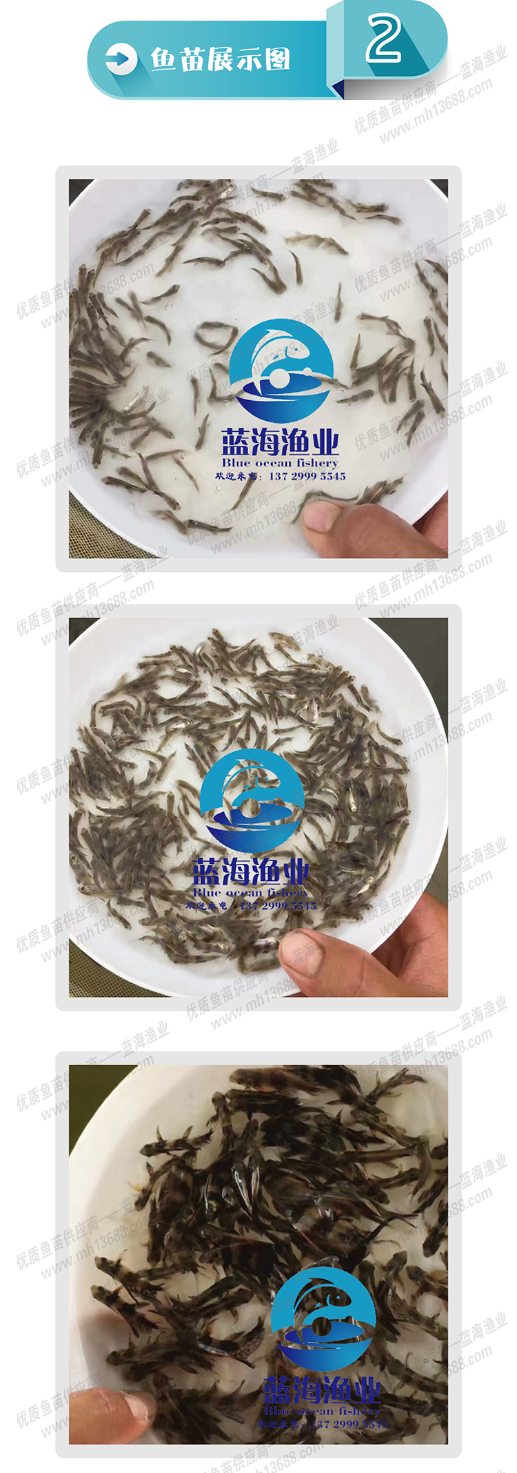 胭脂鱼苗_画板5-02.jpg