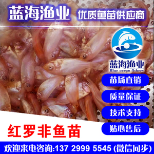 藍海漁業_彩虹鯛羅非魚苗,紅羅非魚苗,星洲紅羅非魚苗 13729995545