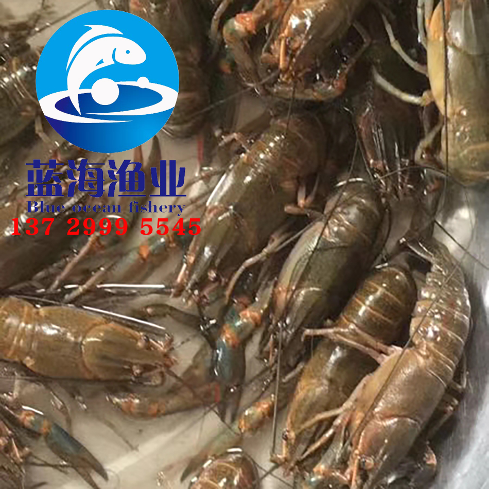 澳洲淡水龍蝦苗1.jpg