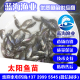 藍海漁業——太陽魚苗,藍鰓太陽魚苗,雜交太陽魚苗 13729995545