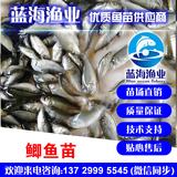 藍海漁業——中科3號鯽魚苗,長江鯽魚苗 13729995545