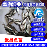 藍海漁業——三角魴魚苗,團頭魴魚苗,武昌魚苗 13729995545