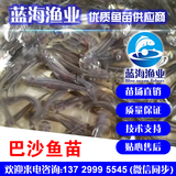 巴沙魚苗批發 淡水鯊魚苗批發 巴丁魚苗批發