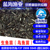 藍海漁業——生魚苗,烏魚苗,黑魚苗 13729995545