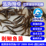中華大刺鰍魚苗批發