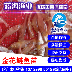 藍海漁業——金大頭魚苗,金花鰱魚苗,金鳙魚苗 13729995545