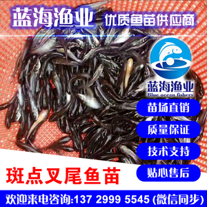 蓝海渔业——优质斑点叉尾鮰鱼苗 13729995545