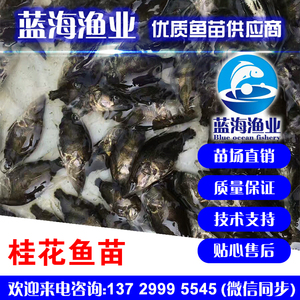 藍海漁業——桂花魚苗,鱖魚魚苗 13729995545