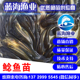 藍海漁業——南方大口鯰魚苗,雜交大口鯰魚苗 13729995545