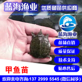 藍海漁業——水魚苗,甲魚苗,中華鱉龜苗 13729995545