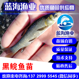 藍海漁業——黑鯇魚苗,青魚苗 13729995545