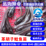 藍海漁業——革胡子鯰魚苗,埃及胡子鯰苗,埃及塘虱魚苗 13729995545
