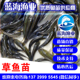 藍海漁業——長江草魚苗,長江鯇魚苗,抗病強,生長快1372999554
