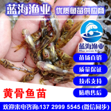 藍海漁業——黃骨魚苗,黃顙魚苗,黃臘丁魚苗 13729995545
