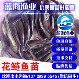 長江大頭魚苗,花鰱魚苗,鳙魚苗