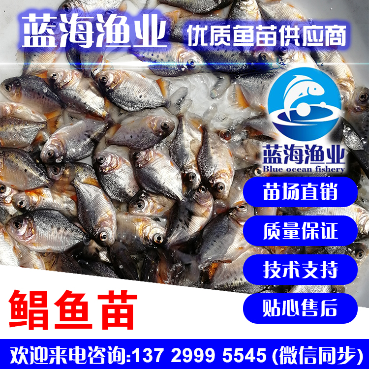 藍海漁業——淡水白鯧魚苗,鯧魚苗 13729995545