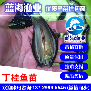 藍海漁業_丁桂魚魚,丁魚歲魚苗 13729995545 
