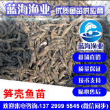 藍海漁業——筍殼魚苗,泰國筍殼魚苗,雜交殼魚苗 13729995545