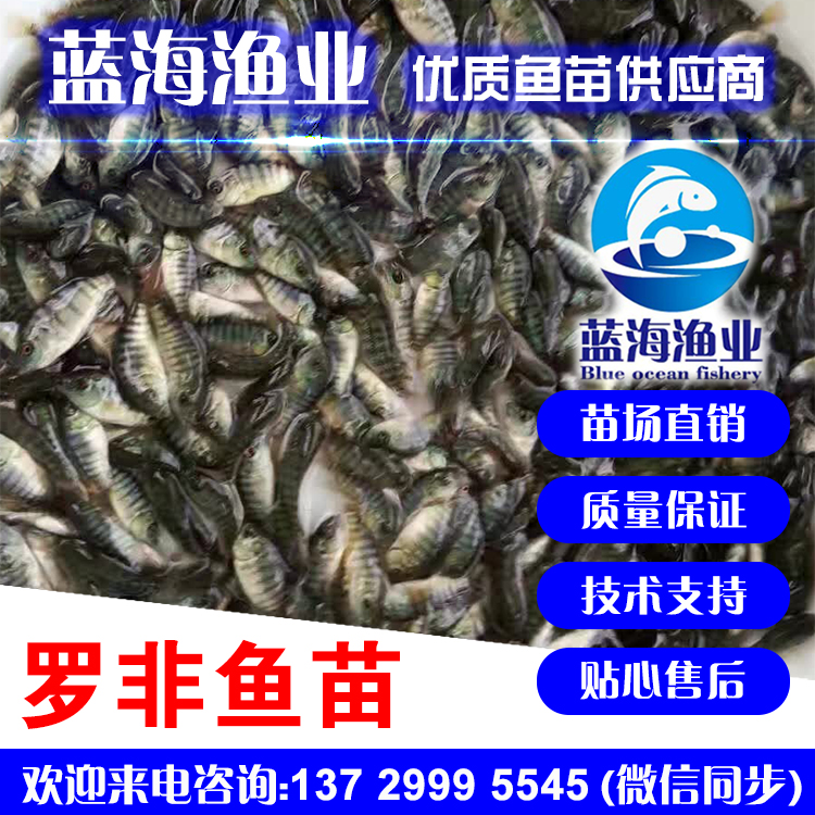 藍海漁業_優質羅非魚苗,吉奧羅非魚苗 13729995545