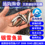藍海漁業—— 銀雪魚苗批發 13729995545